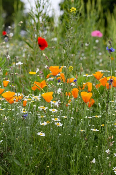 Bunte Blumen in einem Sommerfeld — Stockfoto