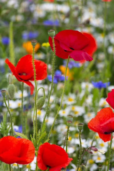 Rode papaver bloemen in een weide — Stockfoto