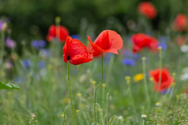 Rode papaver bloemen in een veld — Stockfoto