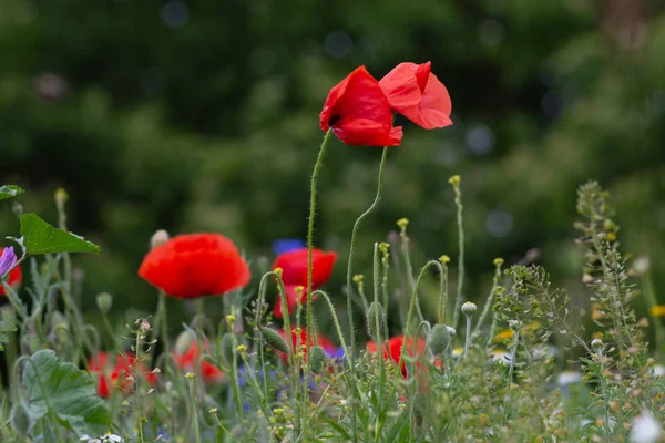 Rode papaver bloemen in een veld — Stockfoto