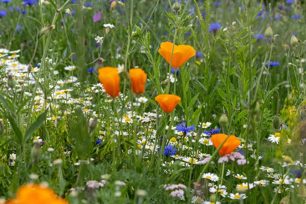 Flores de colores en un campo de verano — Foto de Stock