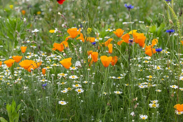 Bunte Blumen in einem Sommerfeld — Stockfoto