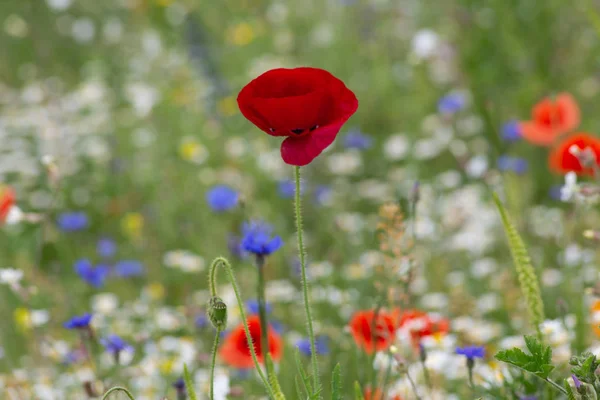 Червоні макові квіти в полі — стокове фото