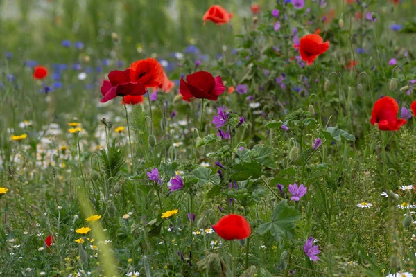 Flores de papoula vermelhas em um campo — Fotografia de Stock