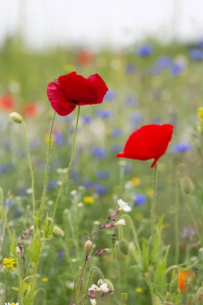 Rode papaver bloemen in een veld — Stockfoto