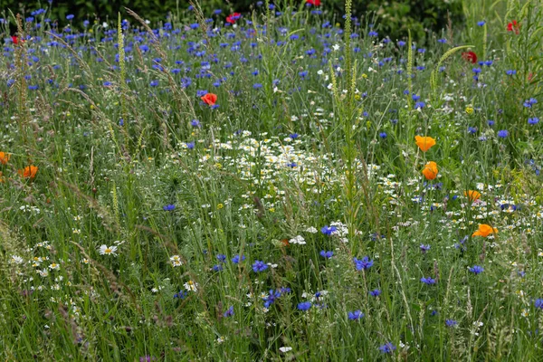 Bunte Blumen in einem Sommerfeld — Stockfoto