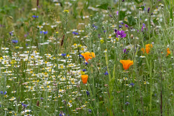 Bunte Blumen in einem Sommerfeld — Stockfoto