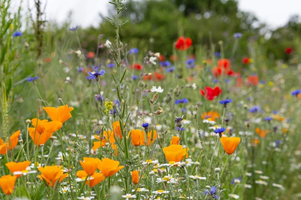 Flores de colores en un campo de verano — Foto de Stock