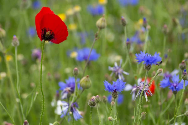 Flores de papoula vermelhas em um prado — Fotografia de Stock