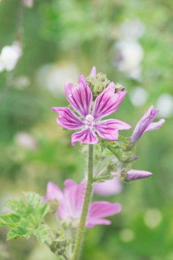 bir yaz alanında bulanık renkli çiçekler
