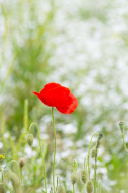bir yaz alanında bulanık renkli çiçekler