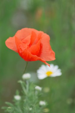 bir yaz alanında bulanık renkli çiçekler