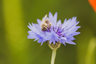 bir yaz alanında bulanık renkli çiçekler