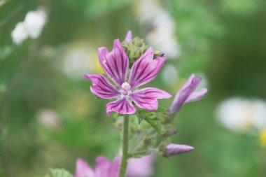 bir yaz alanında bulanık renkli çiçekler