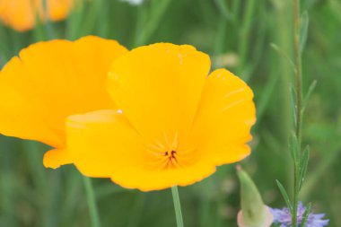 bir yaz alanında bulanık renkli çiçekler