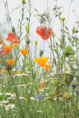 bir yaz alanında bulanık renkli çiçekler