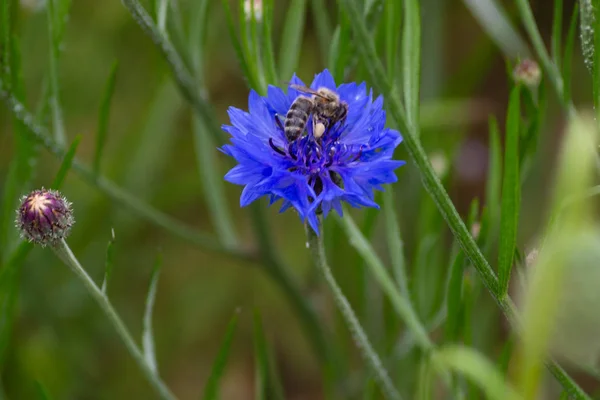 Abeille de miel occupé sur la cueillette de pollen de fleur — Photo