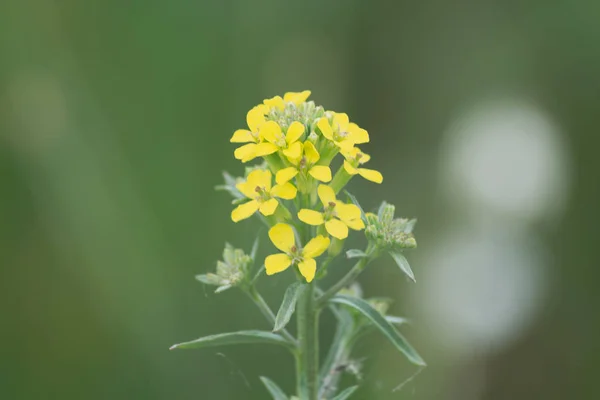 Rozmazaný barevný květ v letním poli — Stock fotografie