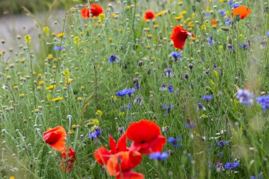 bir çayırda kırmızı haşhaş çiçekleri
