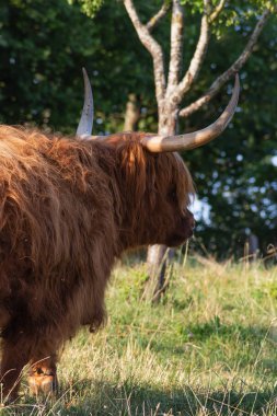 scotish yayla sığır