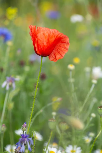 Rode papaver bloemen in een weide — Stockfoto