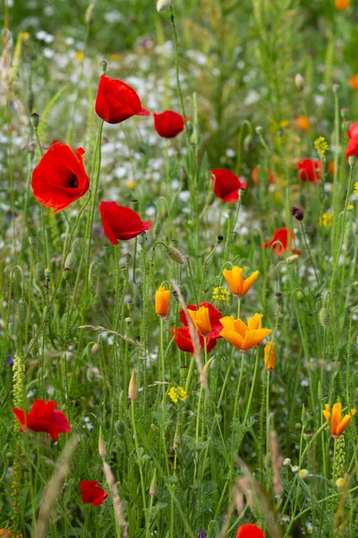 초원에서 빨간 양귀비 꽃 — 스톡 사진