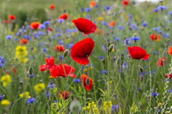 Red poppy flowers in a meadow — Stock Photo, Image