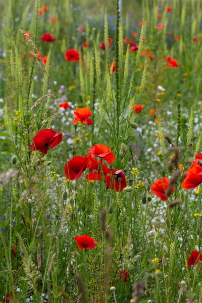 초원에서 빨간 양귀비 꽃 — 스톡 사진