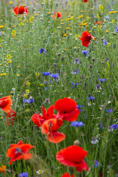 Flores de papoula vermelhas em um prado — Fotografia de Stock