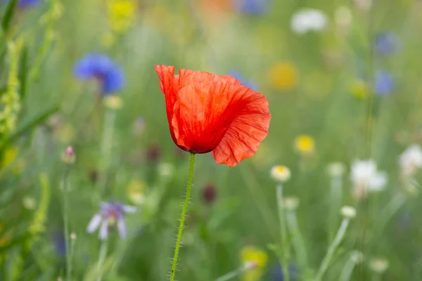 Rode papaver bloemen in een weide — Stockfoto