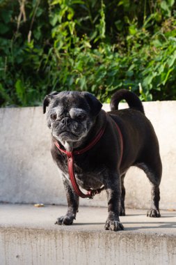 siyah pug adlı Adelheid