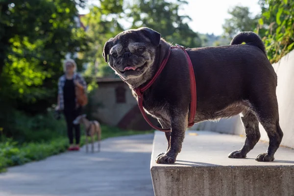 Pug negro llamado adelheid — Foto de Stock