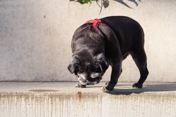 Pug negro llamado adelheid — Foto de Stock