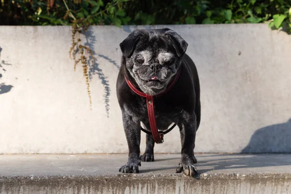 Pug negro llamado adelheid — Foto de Stock