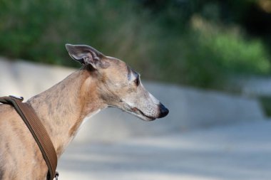 şehir parkında tazı 