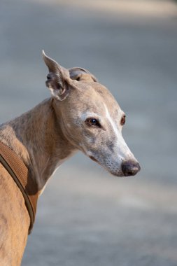 şehir parkında tazı 