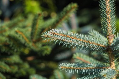 taze çam ağacı dalı