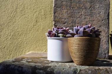 Alman bahçe restoranında saksı