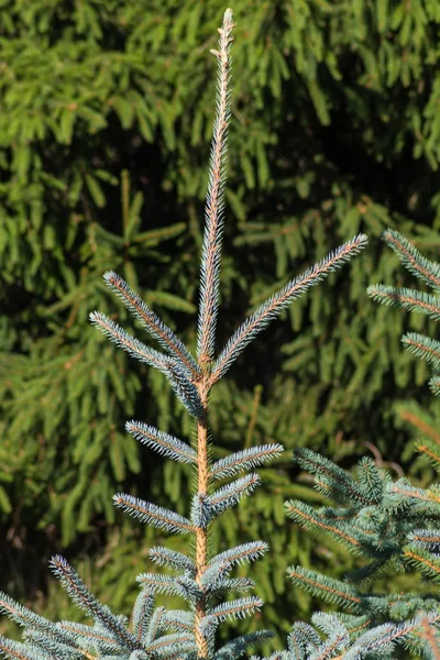 Φρέσκο pinetree — Φωτογραφία Αρχείου