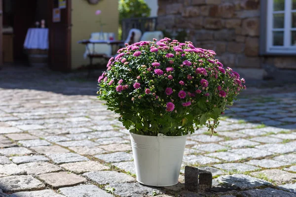 Alman bahçe restoranında saksı