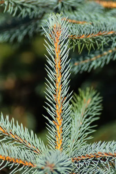 Färsk trädgren — Stockfoto