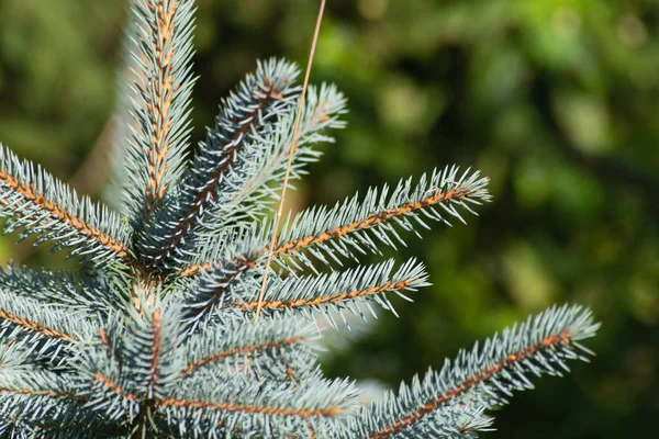 Ramo fresco di pinetree — Foto Stock