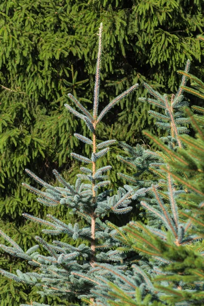 Fresh pinetree — Stock Photo, Image