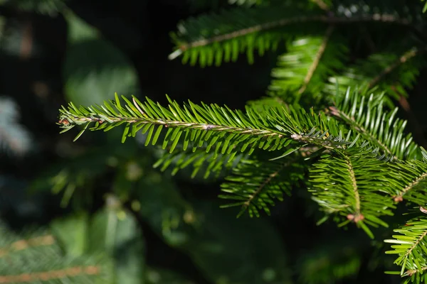 Ramo fresco di pinetree — Foto Stock