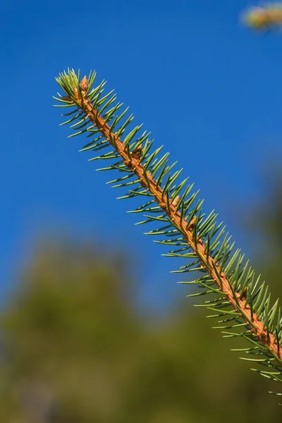 Rama fresca de pinetree — Foto de Stock