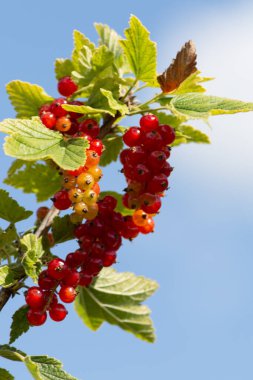 Bahçedeki olgun kırmızı üzümler arka planda Güney Alman kır evi bahçesi olarak görülür.