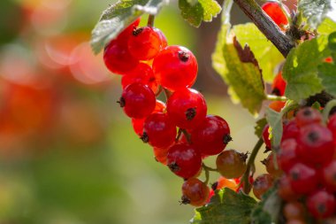 Bahçedeki olgun kırmızı üzümler arka planda Güney Alman kır evi bahçesi olarak görülür.