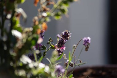 Yazın erken saatlerinde sabah güneşinde renkli çiçekler.
