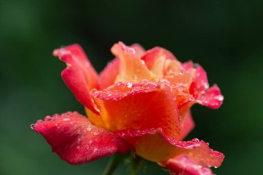 Güney Alman şehri Schwabisch Gmund 'da yağmur damlalı ıslak güller