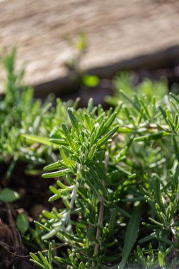 Güney Almanya 'da yaz mevsiminde yetişen kır evindeki bahçedeki taze biberiye otu.
